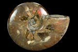 Flashy Red Iridescent Ammonite - Wide #127934-1